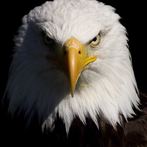 Meet your Posher, Brice